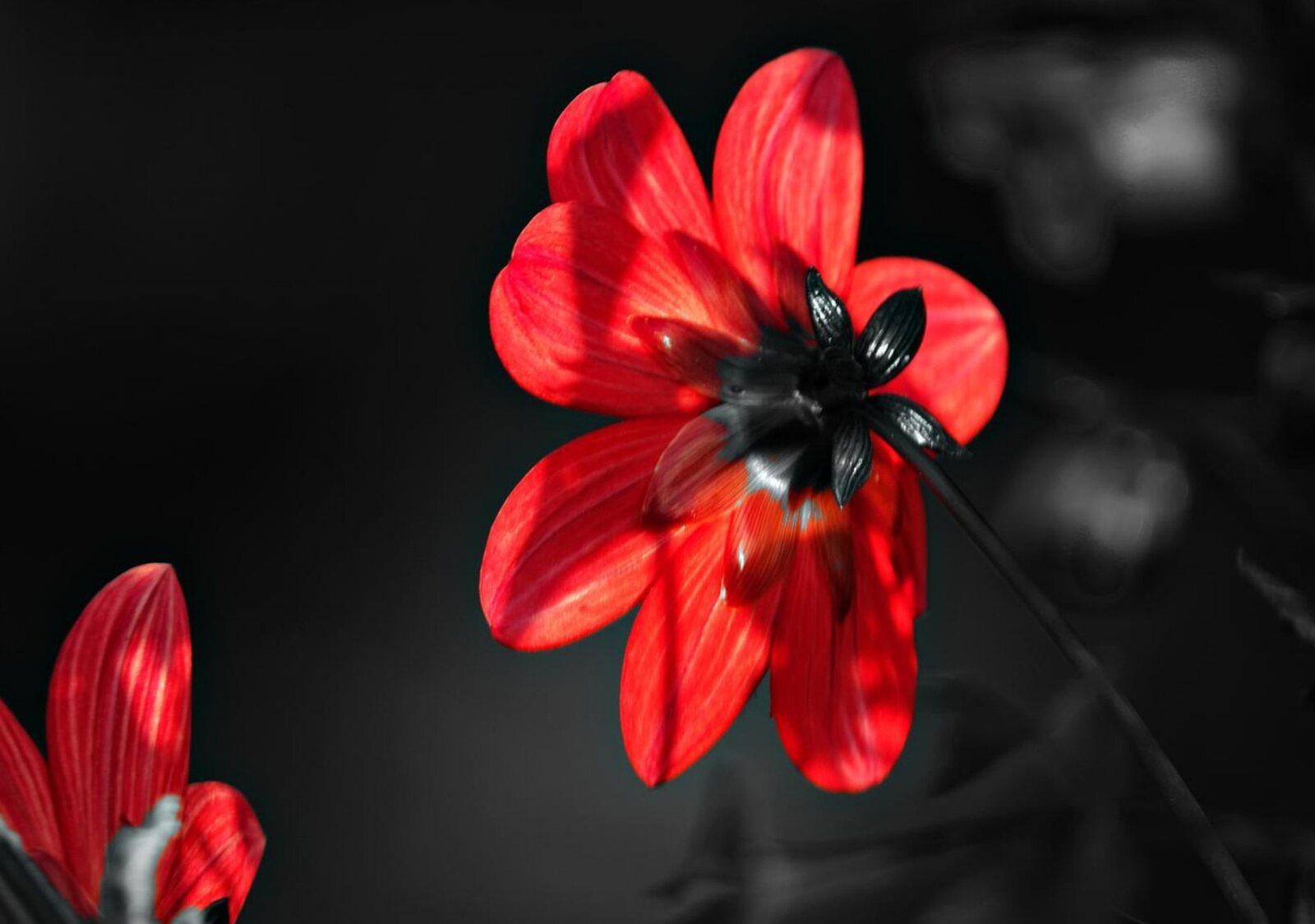 Dahlia rouge vu de dos, tableau sur aluminium, aperçu dans un intérieur