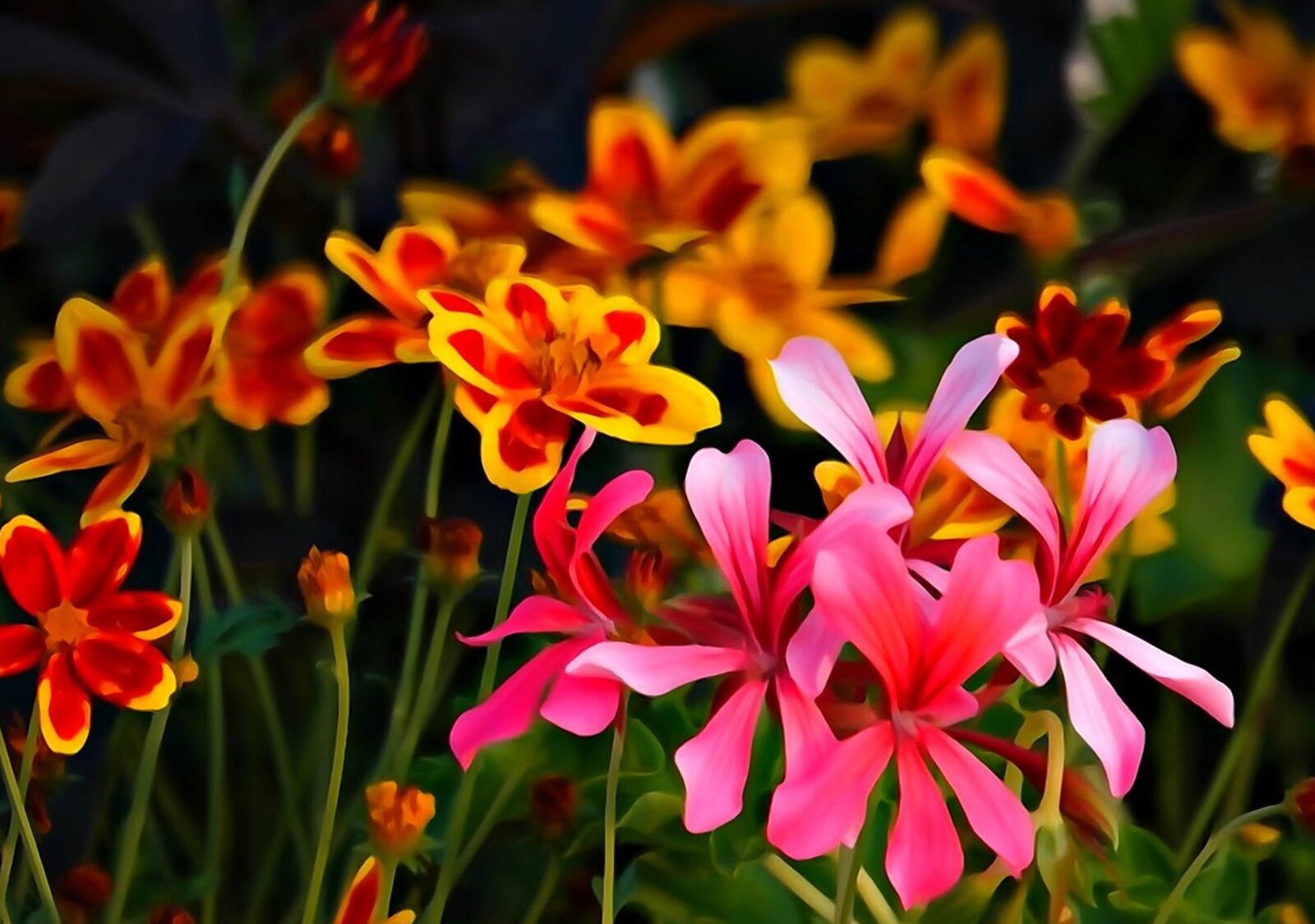 Fleurs roses devant un massif orangé, tableau sur aluminium, aperçu dans un intérieur
