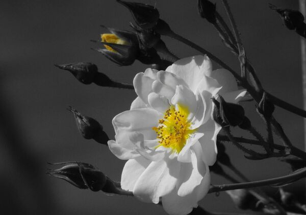 Rose blanche au cœur jaune, tableau rose blanche au cœur jaune