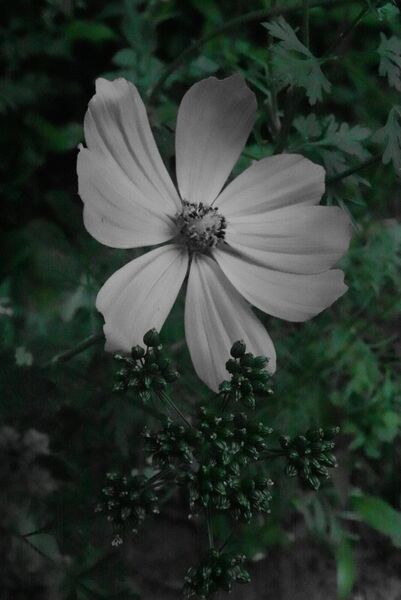 Cosmos pâle sur feuillage sombre, tableau cosmos blanc sur fond vert sombre