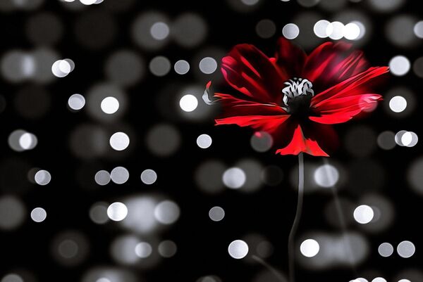 Cosmos rouge sous une pluie de lumières, tableau fleur de cosmos rouge