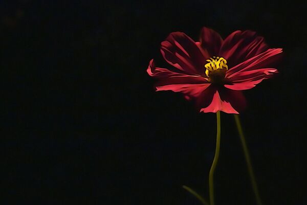 Cosmos rouge sur fond noir, tableau cosmos rouge sur fond noir