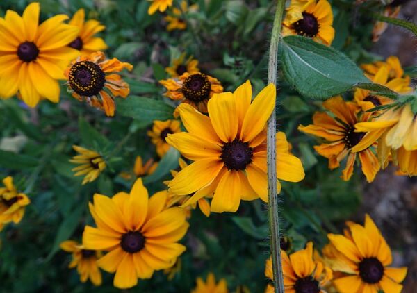Rudbeckias au cœur brun, tableau rudbeckias jaunes