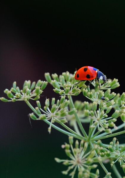 Coccinelle au sommet d’une ombelle, tableau coccinelle sur une ombelle