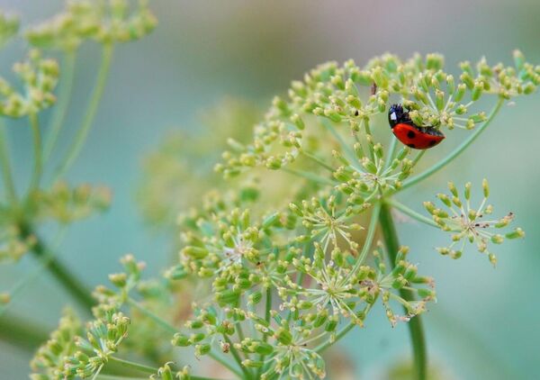 Coccinelle sur une ombelle vert tendre, tableau coccinelle sur une ombelle verte