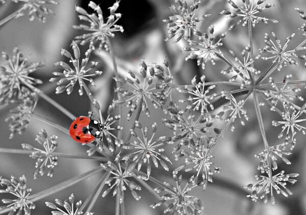Coccinelle rouge sur ombelles grises, tableau coccinelle en couleur sélective