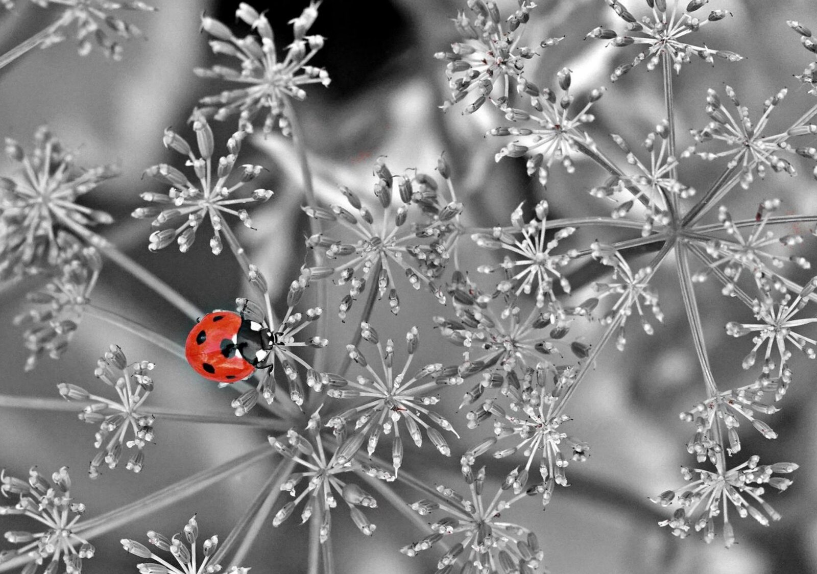 Coccinelle rouge sur ombelles grises, tableau sur aluminium, aperçu dans un intérieur