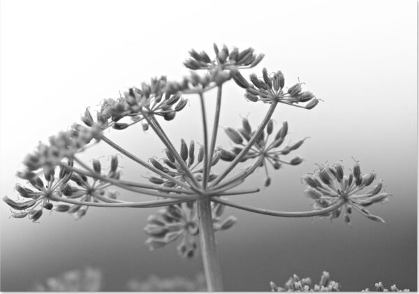Ombelle d’argent, tableau ombelle en noir et blanc