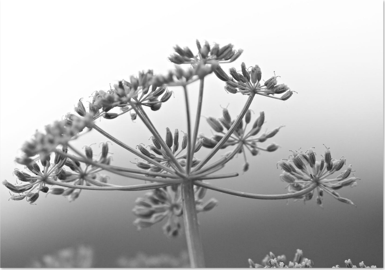 Ombelle d’argent, tableau ombelle en noir et blanc, photographie de Fabrice Courtadon