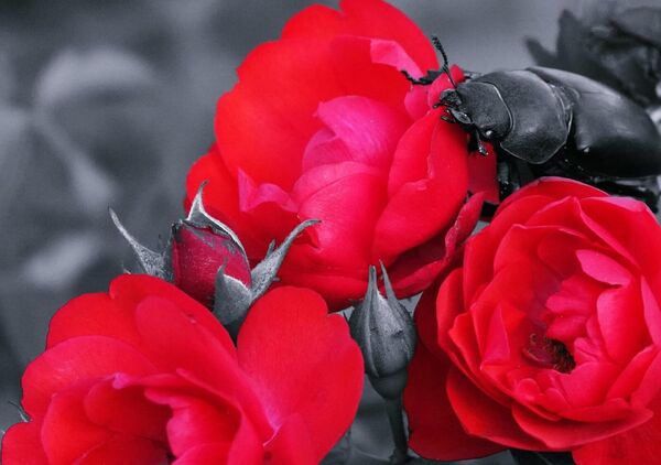 Le calme d’un instant, tableau roses rouges et scarabée noir