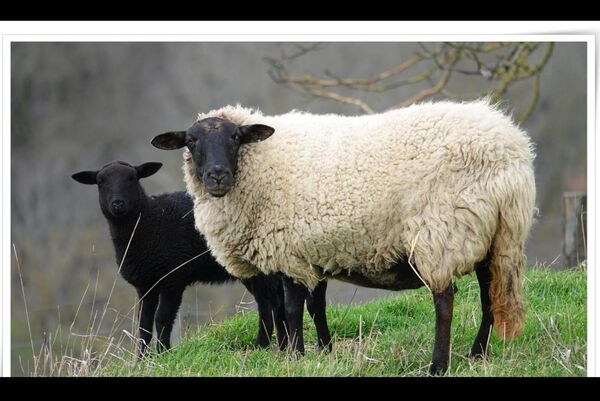 Le mouton blanc et le mouton noir, tableau mouton blanc et mouton noir