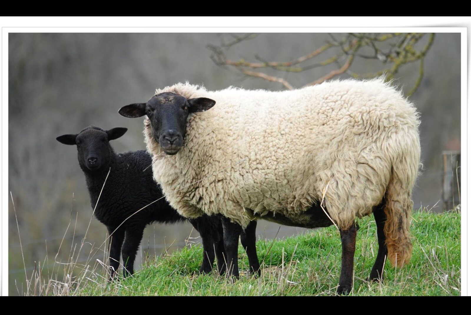 Le mouton blanc et le mouton noir, tableau sur aluminium, aperçu dans un intérieur