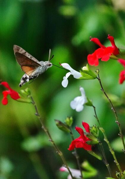 Sphinx colibri en vol devant la sauge, tableau sphinx colibri et sauge rouge