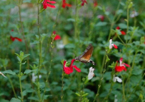 Sphinx colibri dans un massif de sauge, tableau sphinx colibri dans les fleurs