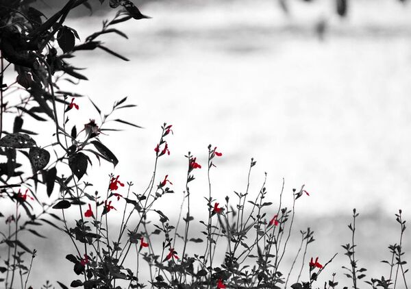 Sauge aux fleurs rouges sur fond blanc, tableau sauge rouge en noir et blanc