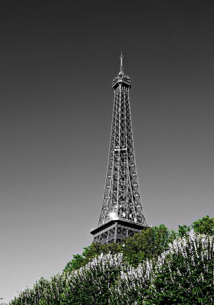 Dialogue entre le vert et le gris, tableau tour Eiffel et feuillage vert