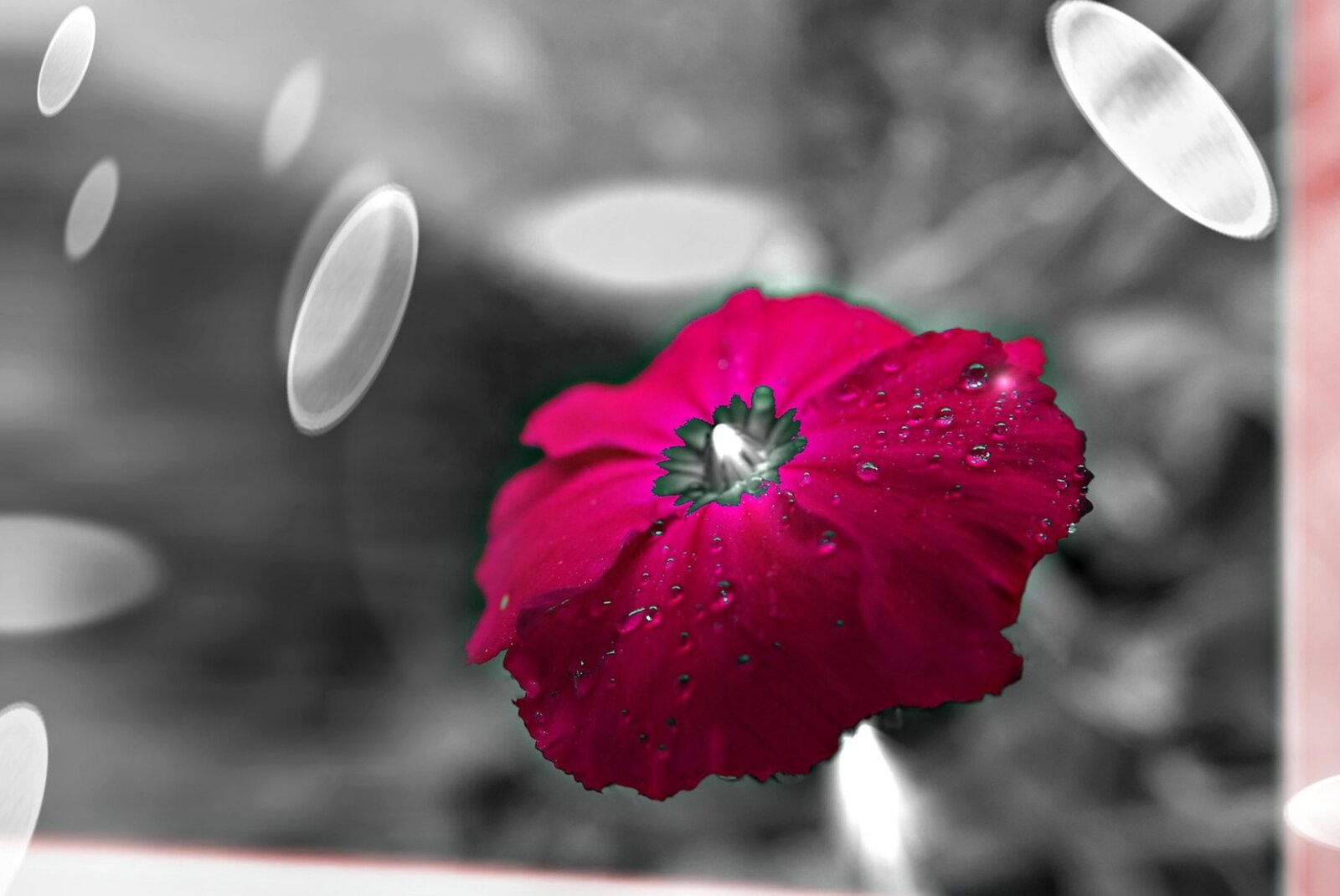 Fleur framboise perlée de pluie, tableau sur aluminium, aperçu dans un intérieur