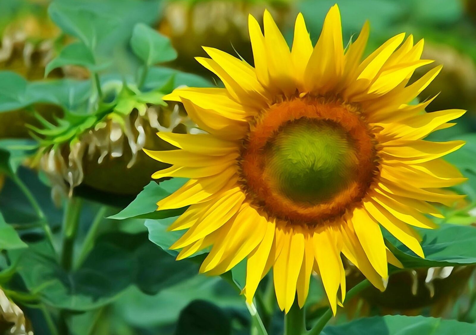 Tournesol au cœur vert, tableau sur aluminium, aperçu dans un intérieur