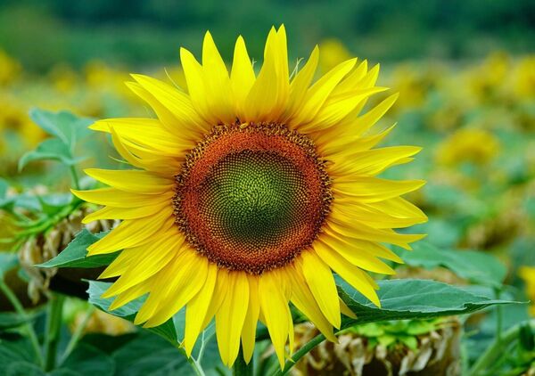 Tournesol dans son champ, tableau tournesol dans un champ