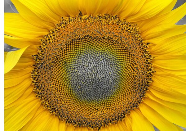 Cœur de tournesol en spirales, tableau cœur de tournesol en gros plan