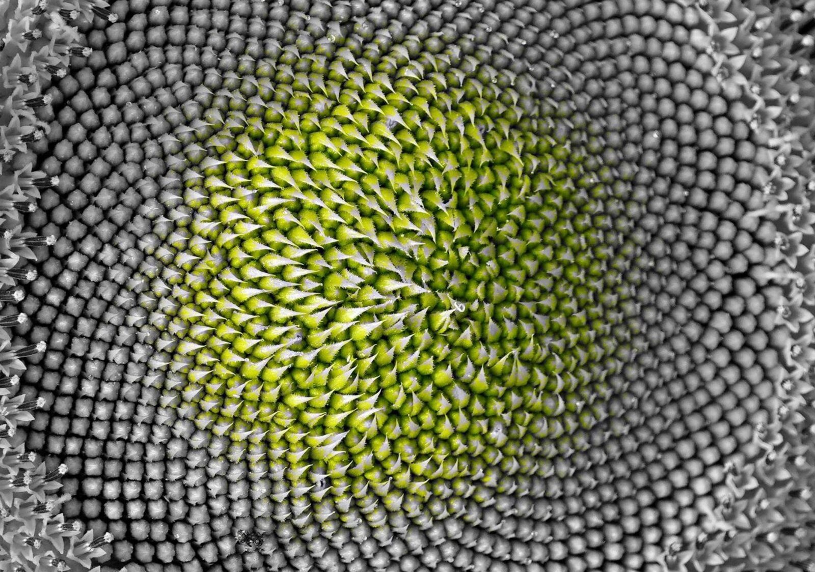 Cœur de tournesol vert et gris, tableau sur aluminium, aperçu dans un intérieur