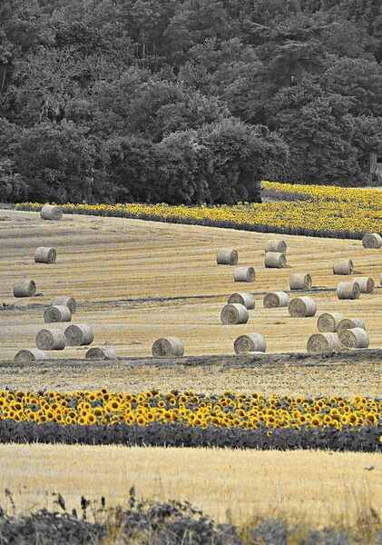 Bottes de paille et tournesols, tableau bottes de paille et tournesols
