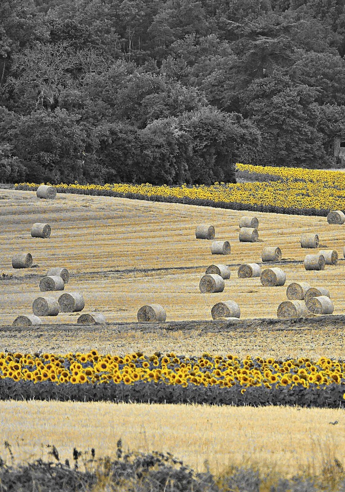 Bottes de paille et tournesols, tableau sur aluminium, aperçu dans un intérieur