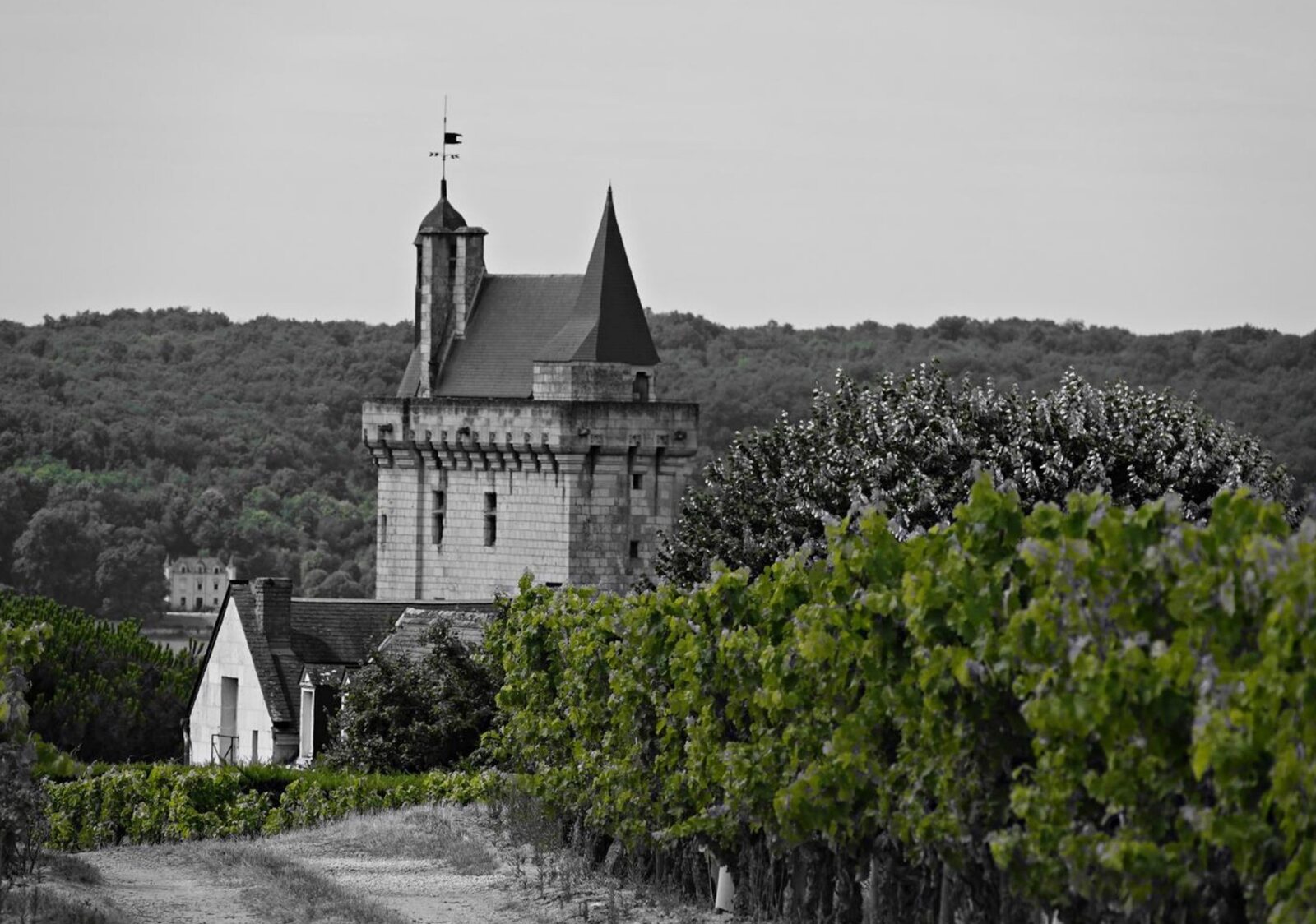 L’élégance entre rêve et vigne, tableau sur aluminium, aperçu dans un intérieur