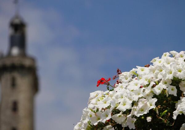 Fleurs blanches au pied d’une tour, tableau fleurs blanches et tour floue