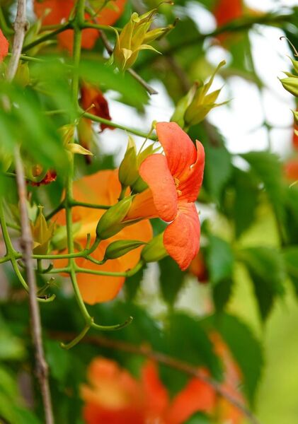 Bignone orange en pleine floraison, tableau fleurs de bignone orange