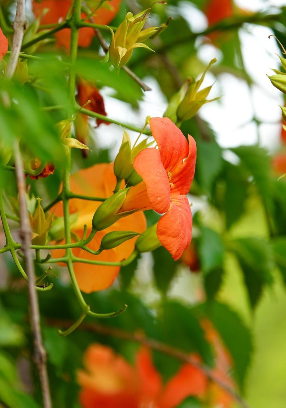 Bignone orange en pleine floraison, tableau sur aluminium, aperçu dans un intérieur