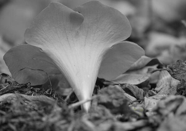 Champignon en entonnoir sur les feuilles mortes, tableau champignon en noir et blanc