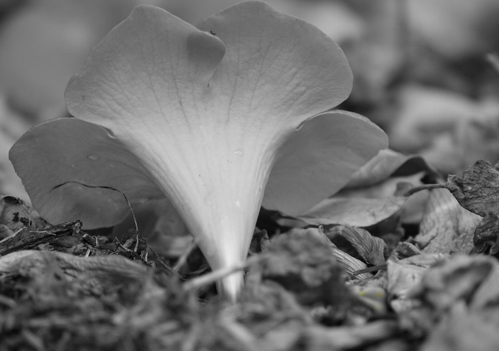 Champignon en entonnoir sur les feuilles mortes, tableau sur aluminium, aperçu dans un intérieur