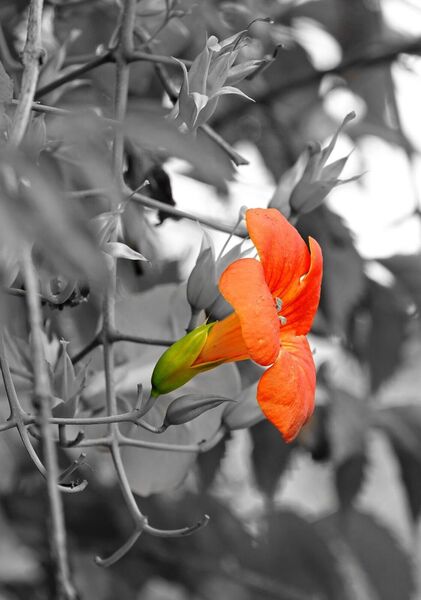 Fleur éclatante, tableau fleur de bignone orange