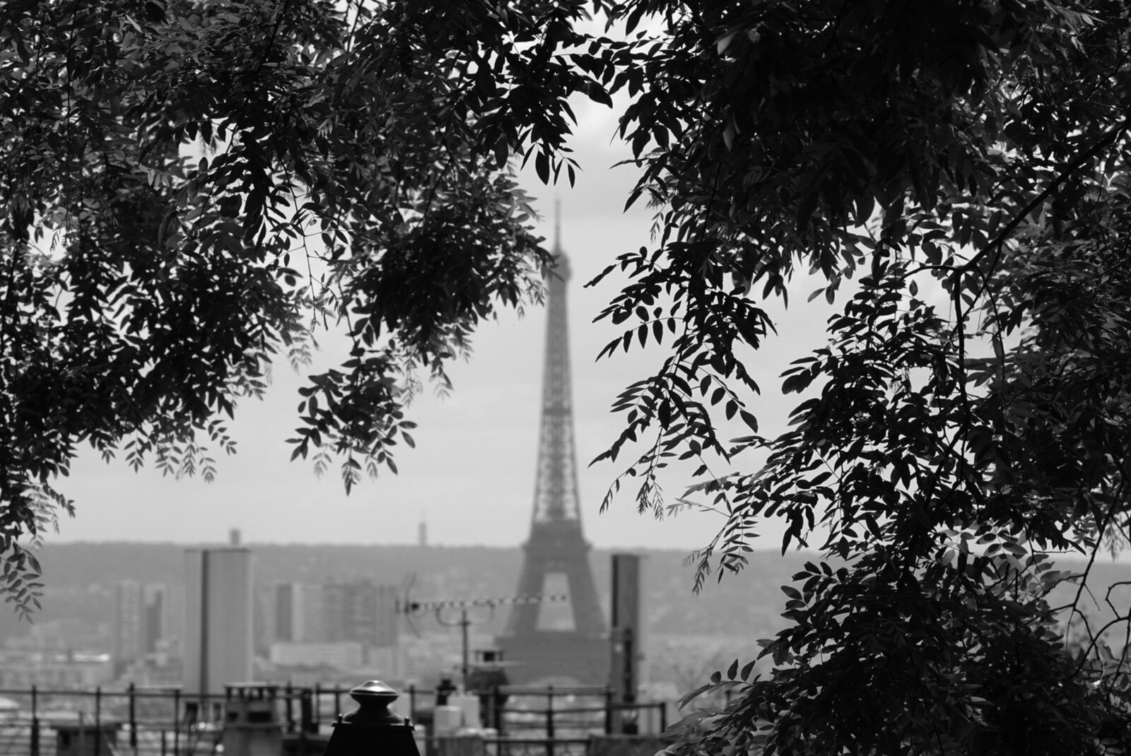 Quand les branches enlacent Paris, tableau sur aluminium, aperçu dans un intérieur