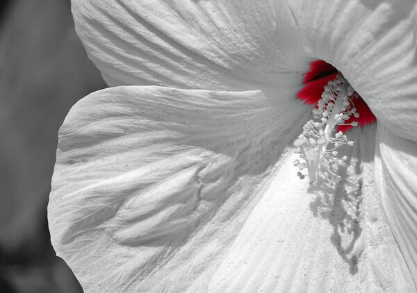 Le conte secret du cœur rose, tableau hibiscus blanc au cœur rouge
