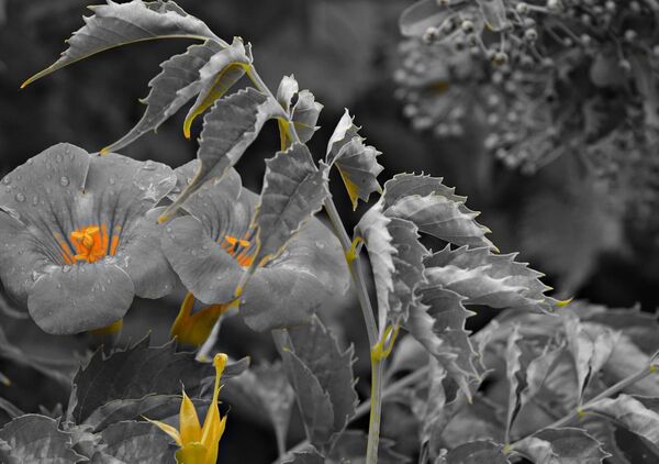 Fleurs grises aux cœurs orangés, tableau fleurs grises aux cœurs orange