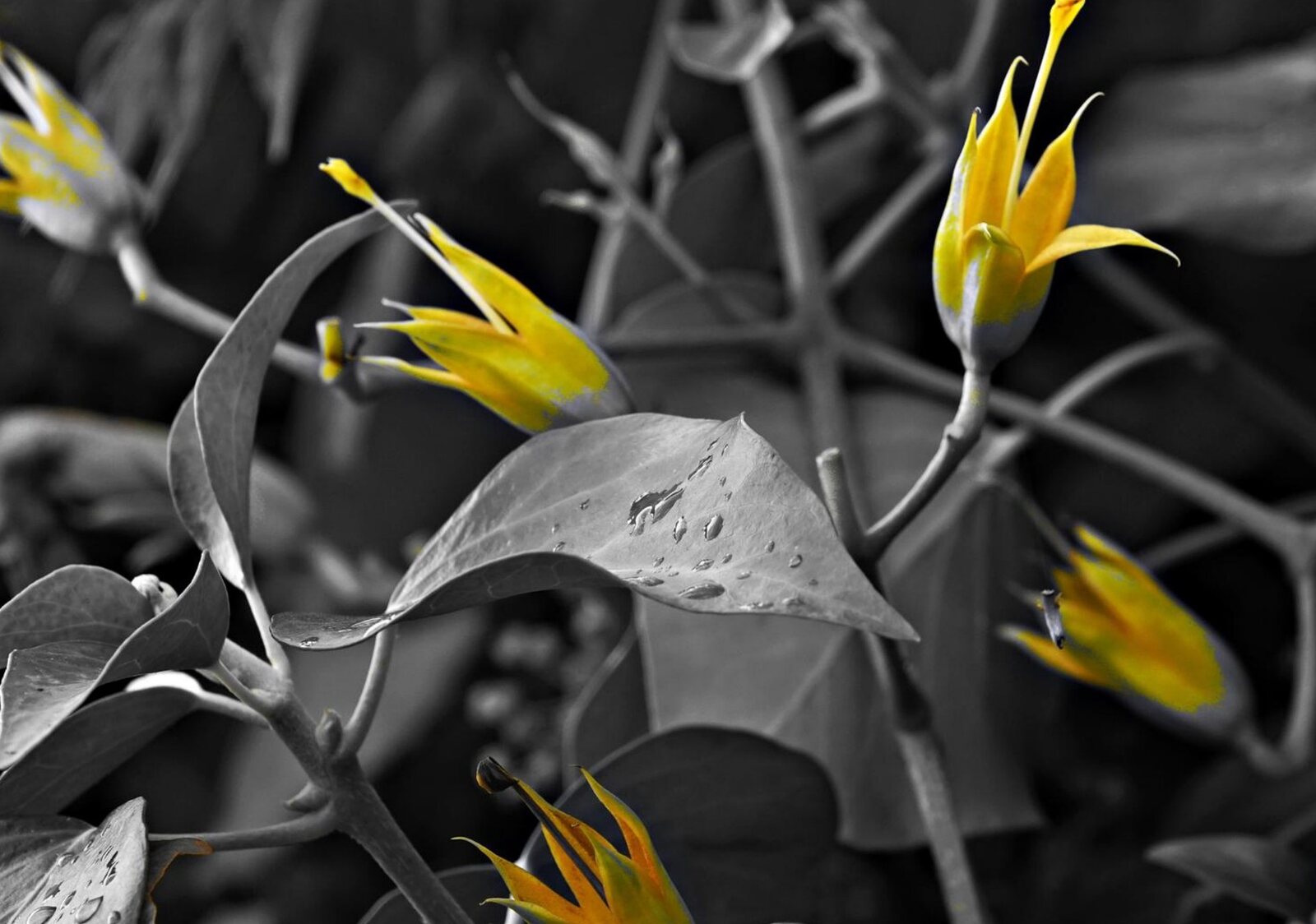 Tulipes sauvages jaunes et gouttes de pluie, tableau sur aluminium, aperçu dans un intérieur