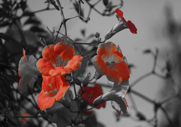 Bignone orange sur fond gris, tableau bignone orange sur fond gris