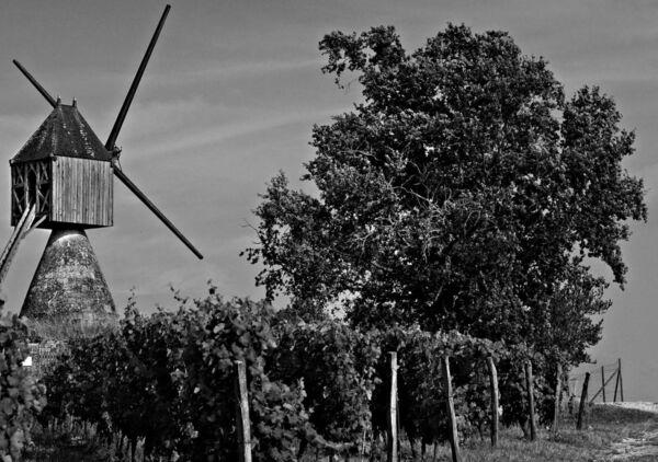 Le reflet de la nature et du patrimoine, tableau moulin à vent, arbre et vignes