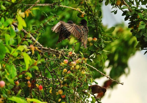 Oiseaux dans un arbre fruitier en été, tableau oiseaux dans un arbre fruitier