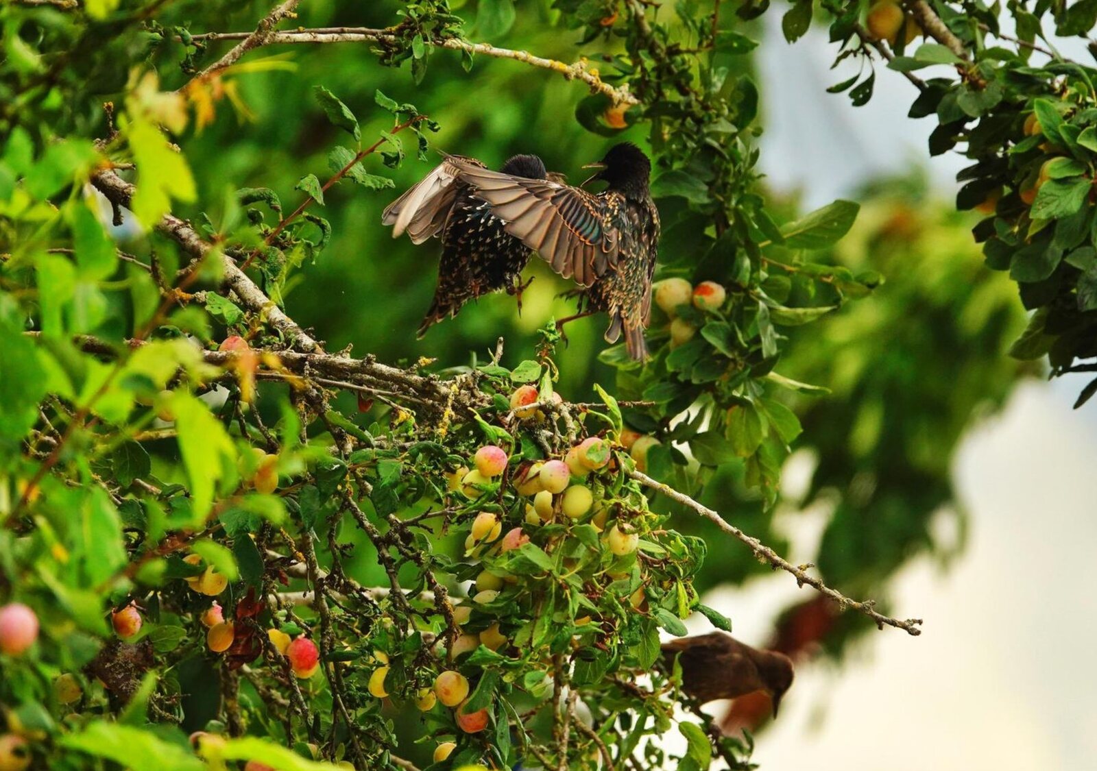 Oiseaux dans un arbre fruitier en été, tableau sur aluminium, aperçu dans un intérieur