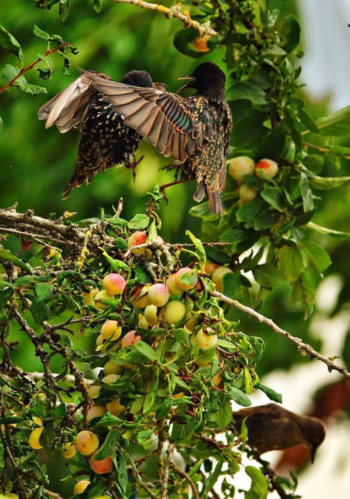 Ailes ouvertes dans l’arbre fruitier, tableau sur aluminium, aperçu dans un intérieur