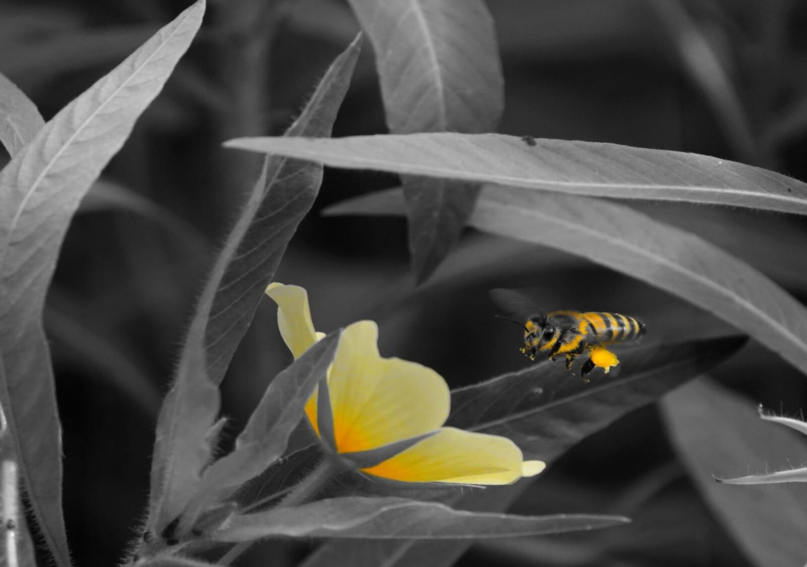 Insecte en vol vers une fleur jaune, tableau sur aluminium, aperçu dans un intérieur