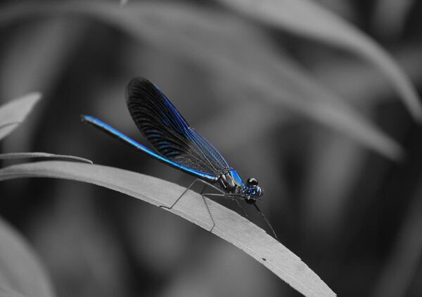 Demoiselle bleue sur une feuille, tableau libellule bleue sur une feuille