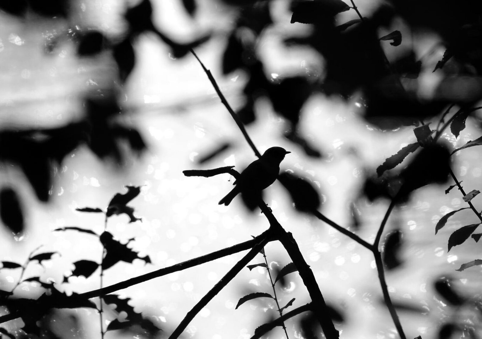Silhouette d’oiseau entre les feuilles, tableau sur aluminium, aperçu dans un intérieur