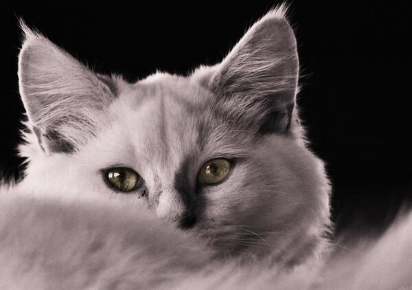 Chaton gris aux yeux d’ambre, tableau chaton gris sur fond noir
