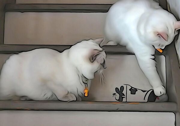 Deux chats Ragdoll et leur jouet dans l’escalier, tableau chats Ragdoll dans l’escalier
