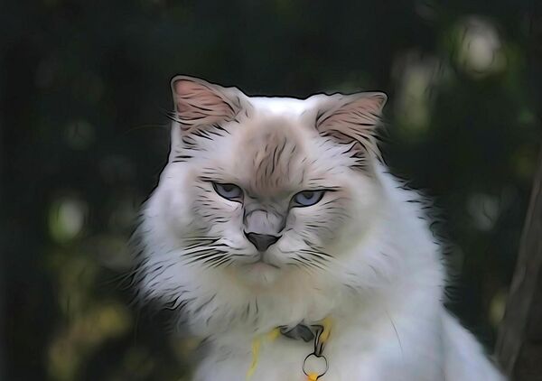 Portrait d’un chat Ragdoll aux yeux bleus, tableau chat Ragdoll aux yeux bleus