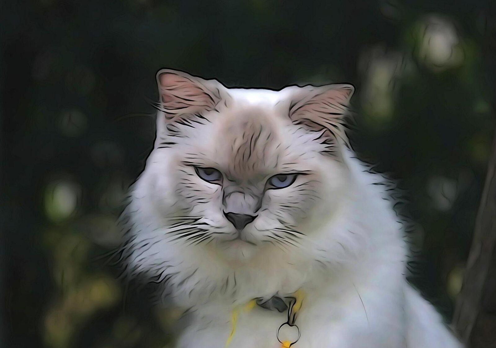 Portrait d’un chat Ragdoll aux yeux bleus, tableau sur aluminium, aperçu dans un intérieur